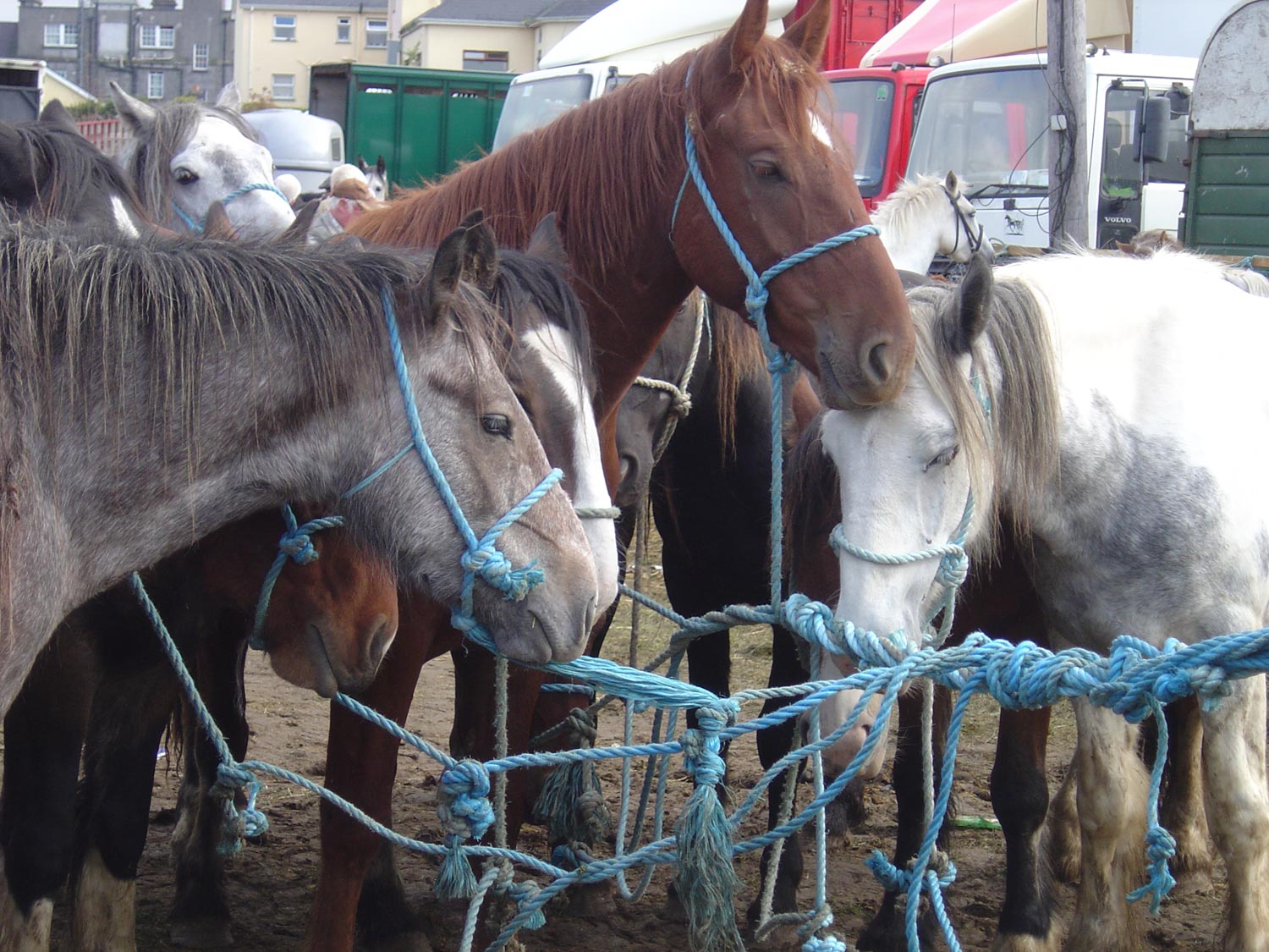Ballinasloe-horse-fair-05