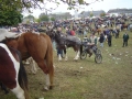 Ballinasloe-horse-fair-01