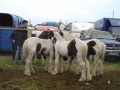 Ballinasloe-horse-fair-02